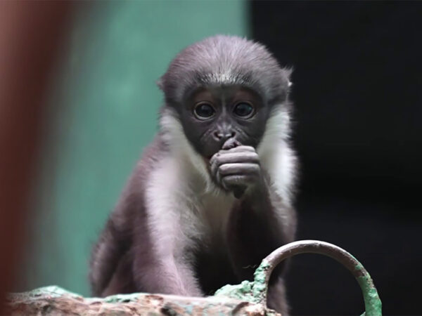 Малыш мартышки дианы начал спускаться с живота мамы на землю