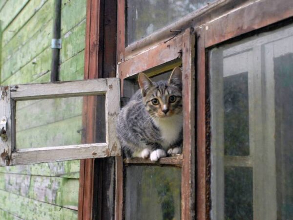 Страшная история женщины с 10 кошками: квартира завалена мусором под потолок