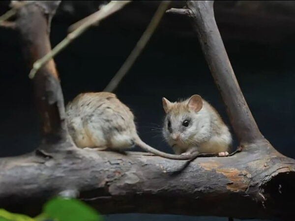 В зоопарке представили крыс, которые узнают друг друга по запаху