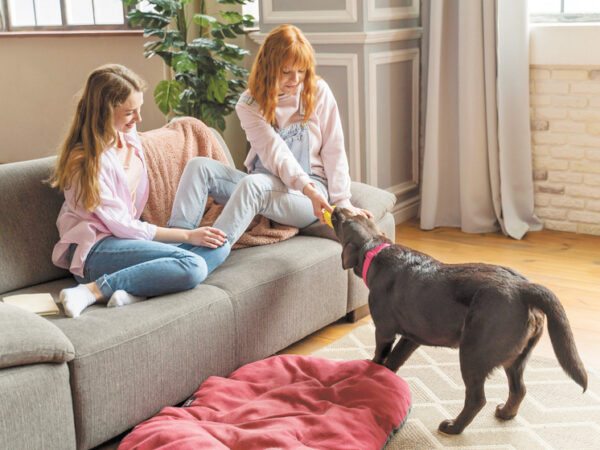 Депутаты предложили ограничить число животных в квартире