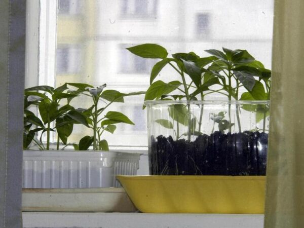 Каждый четвертый россиянин выращивает овощи и фрукты в своей квартире