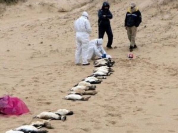 Десятки тысяч пингвинов погибли голодной смертью