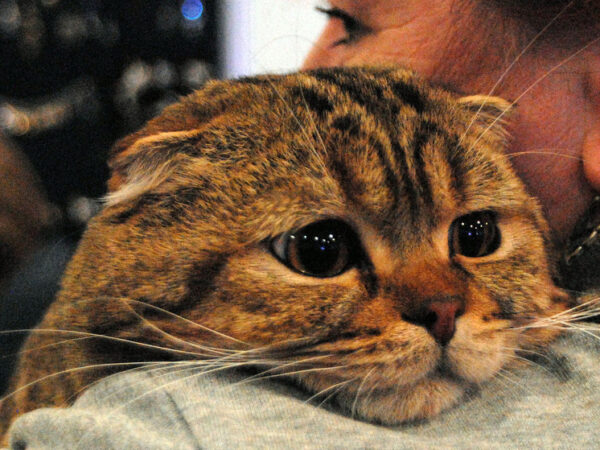 Новые генетические данные изменили историю одомашнивания кошек: прибыли во времена Римской империи