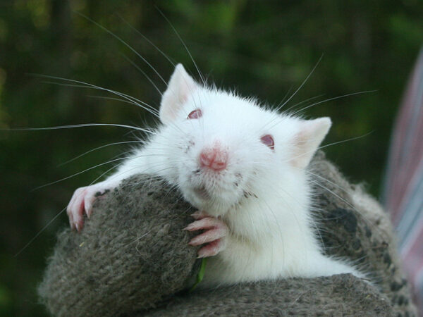 Ученые обнаружили опасное для людей зловещее поведение кровожадных крыс