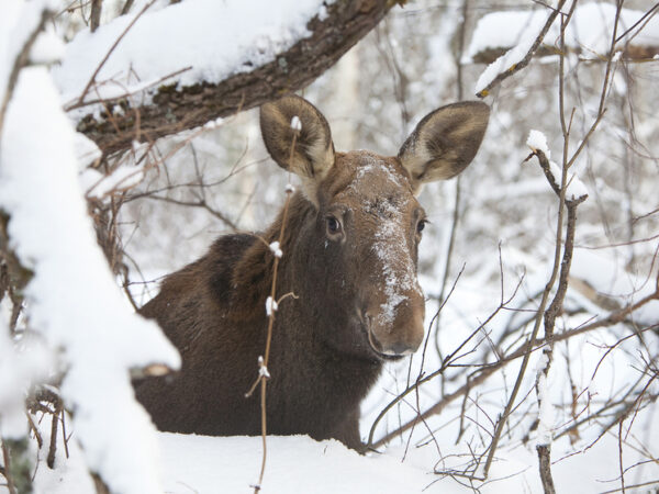 Ученые установили: химический состав организмов животных за столетие заметно изменился