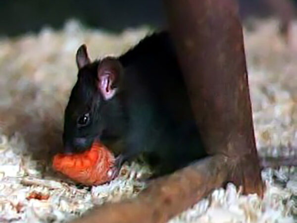 Высказана новая теория цепи убивших половину Европы событий