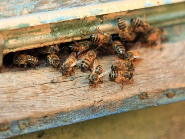 Выжимка из зародышей пчелиных трутней позволит восстанавливать мышечную массу