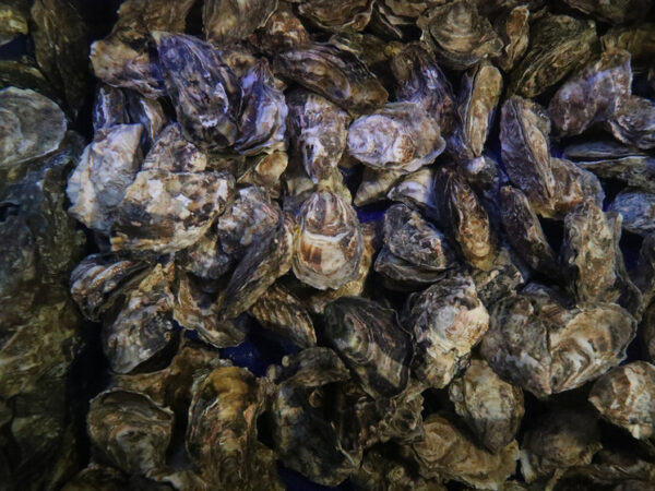 Тихоокеанские мидии помогут улучшить действенность антибиотиков