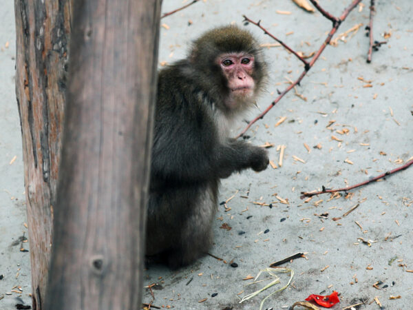 Россия готовится вновь отправлять в космос обезьян