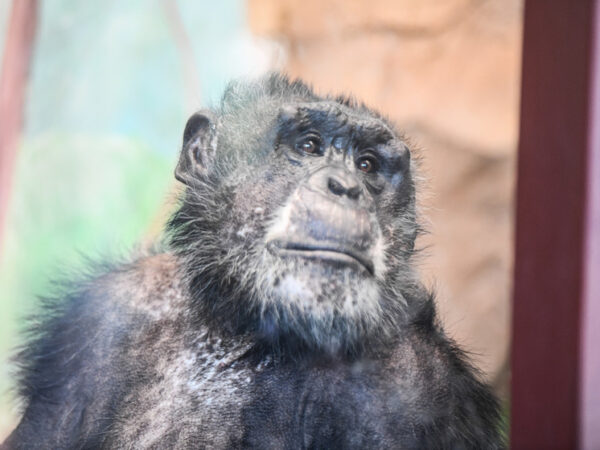 Ученые зафиксировали редчайшую «гражданскую войну» среди шимпанзе