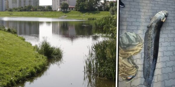 Думали, что его съели: в Польше сообщили о судьбе сома, из-за вылова которого депортировали украинца»>