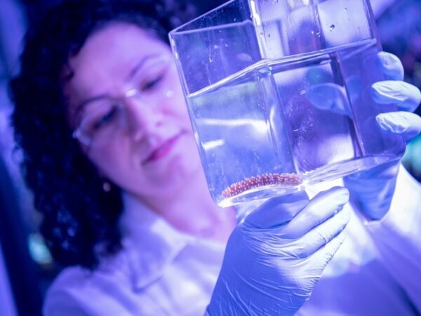Морские огурцы заинтересовали ученых: могут помочь раковым больным