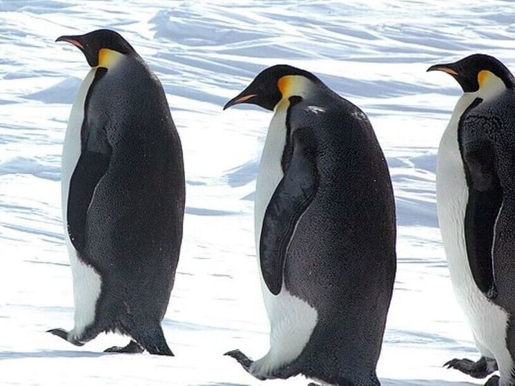 Императорские пингвины могут погибнуть из-за изменения климата