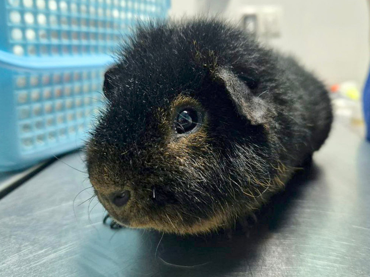 Морская свинка «выносила» в себе огромный камень