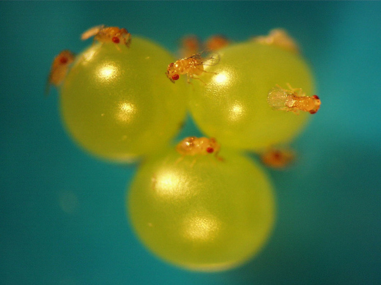 Российские ученые нашли осу для спасения овощей и фруктов