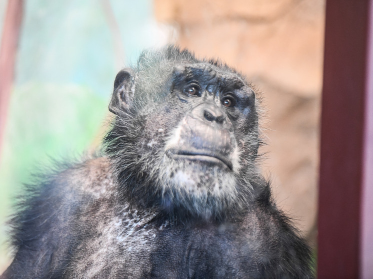 Крупнейшее сообщество шимпанзе в Уганде разделилось на две враждующие фракции
