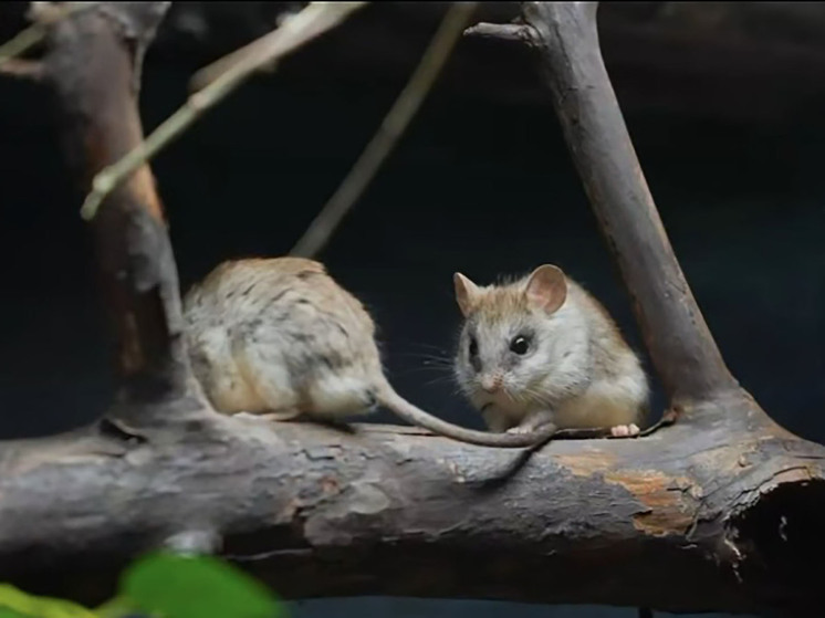 В столичном зоопарке появились необычные крысы